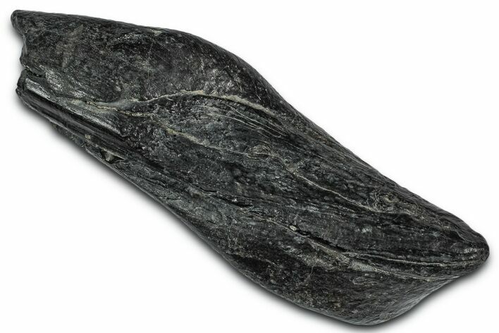 Fossil Sperm Whale (Scaldicetus) Tooth - South Carolina #332055